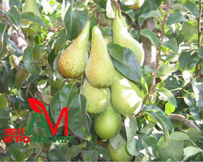 Груша колоновидная "Богатырь"