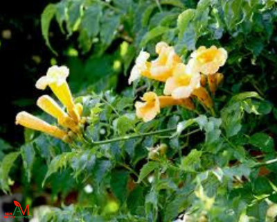 Кампсис "Флава"