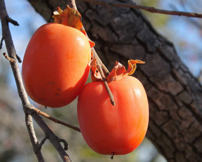 Хурма «Никитская Бордовая»