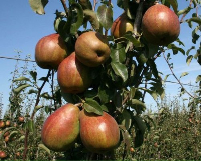 Груша колоновидная "Г-1"