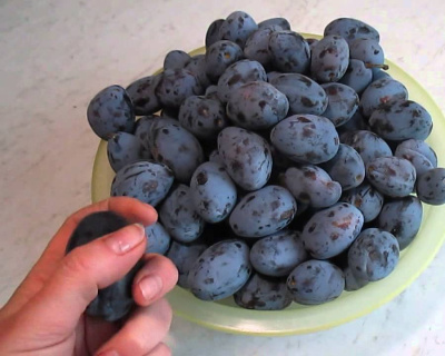 Чернослив "Адыгейский"