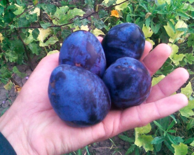 Слива "Богатырская"