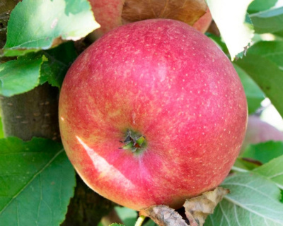 Яблоня "Чемпион"