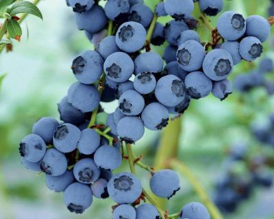 Голубика "Дарроу (Darrow)"