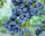 Голубика "Дарроу (Darrow)"