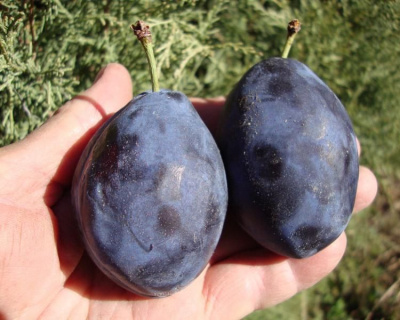 Чернослив "Адыгейский"