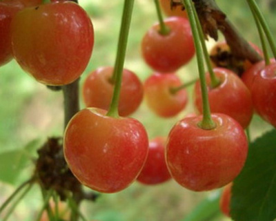 Черешня "Розовый жемчуг"