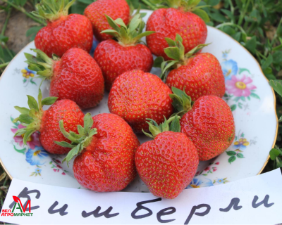 Клубника "Кимберли"