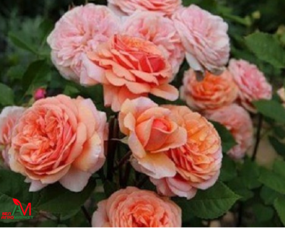 Английская Роза "Charles Austin" (Чарльз Остин)