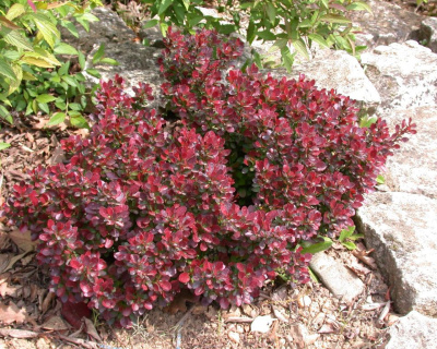 Барбарис Тунберга "Атропурпуреа Нана" (Atropurpurea Nana)