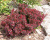 Барбарис Тунберга "Атропурпуреа Нана" (Atropurpurea Nana)