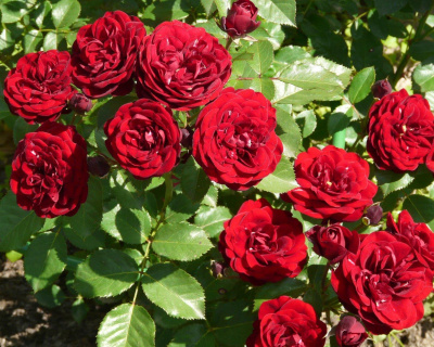 Роза Флорибунда "Tornado" (Торнадо)