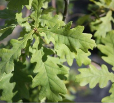 Дуб черешчатый Пендула (Quercus robur Pendula) 