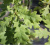 Дуб черешчатый Пендула (Quercus robur Pendula) 