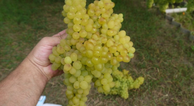 Виноград "КишМиш 342"