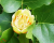 Тюльпановое дерево