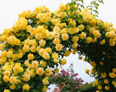 Роза плетистая "Casino" (Казино) 