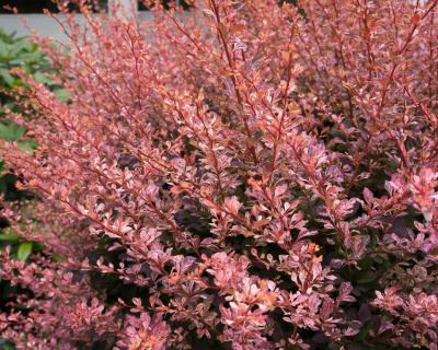 Барбарис Тунберга "Роуз Глоу" (Rose Glow)