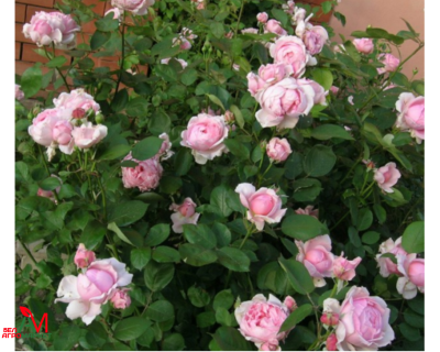 Английская Роза "Brother Cadfael" (Бразе Кадфаэль)