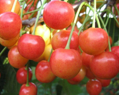 Черешня "Северная"