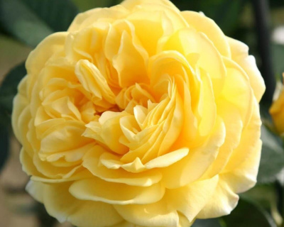 Роза Флорибунда "Inka" (Инка)