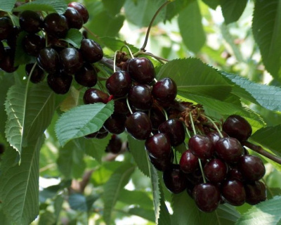 Вишня "Брюнетка"