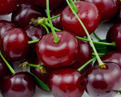 Вишня "Новодворская"