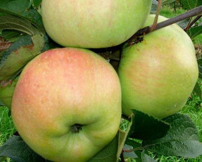 Яблоня "Богатырь"