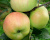 Яблоня "Богатырь"