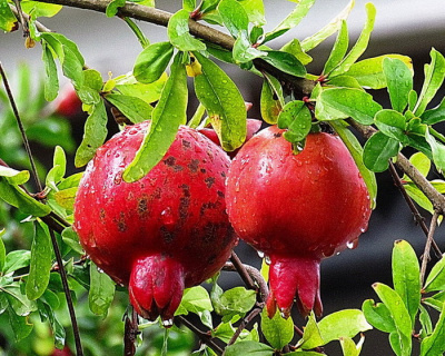 Гранат "Восточный"