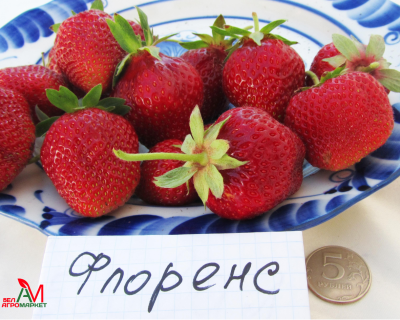 Клубника "Флоренс"