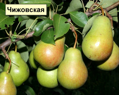 Груша мультипрививка "Детская-Чижовская"