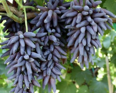 Виноград "КишМиш Черный палец"