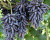 Виноград "КишМиш Черный палец"
