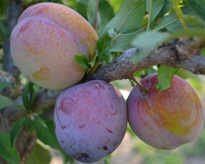 Слива "Оцарк Премьер"