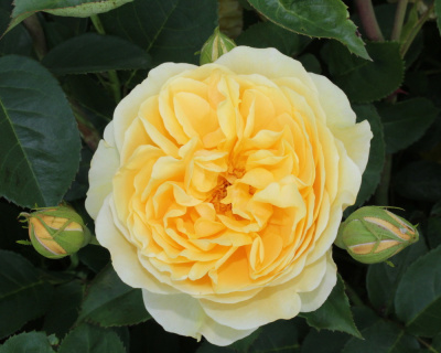 Роза Пионовидная «Graham Thomas» (Грехам Томас)