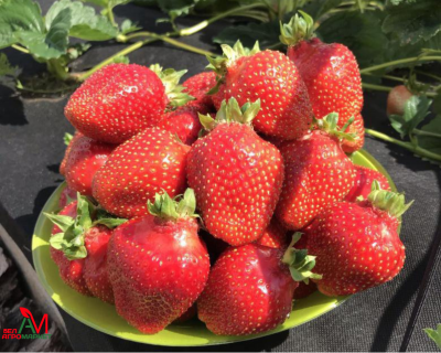 Клубника "Азия"