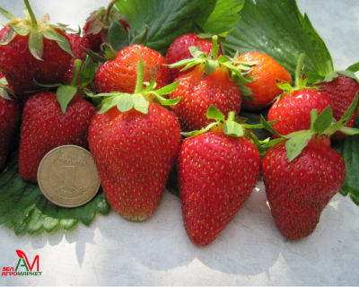 Клубника "Роксана"