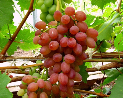 Виноград "КишМиш Лучистый"