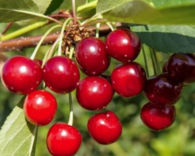 Черешня "Валерий Чкалов"