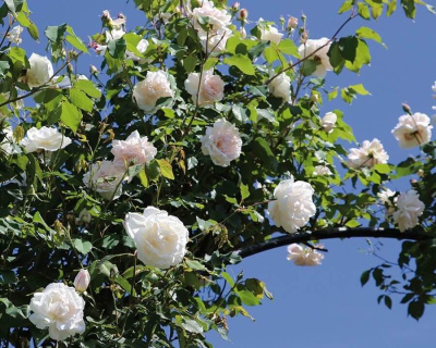 Роза плетистая "Schneewalzer" (Шнеевальцер) 