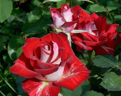 Роза Чайно-Гибридная «Alliance» (Альянс)