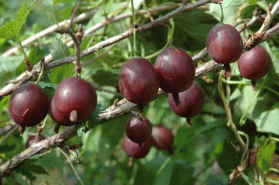 Крыжовник "Олави"
