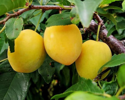 Алыча "Злато Скифов"