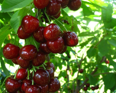 Вишня колоновидная "Восторг"