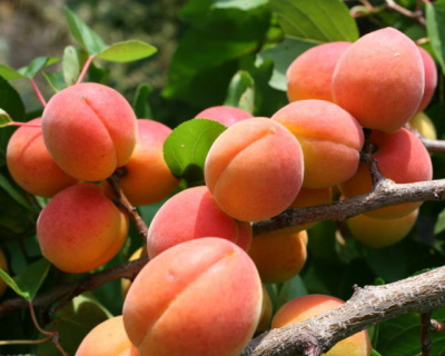 Абрикос "Августин"
