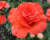 Роза Чайно-Гибридная "Corvette" (Корвет)