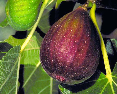 Инжир "Браун Турция"