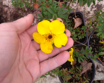 Лапчатка "Голдстар" (Goldstar)