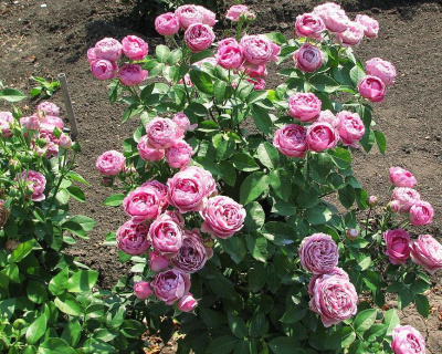 Пионовидная роза «Misty Bubbles» (Мисти Баблс)